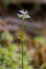 Polygala brevifolia