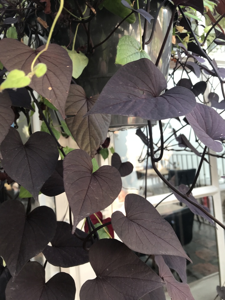 Sweet potato vine with flowers and lobed leaves