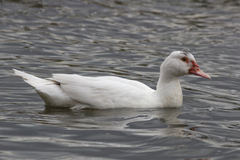 Cairina moschata domestica