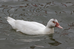 Cairina moschata domestica