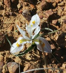 Moraea macronyx