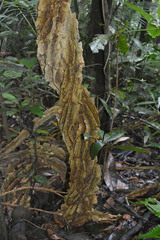 Cardiopteris moluccana