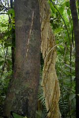 Cardiopteris moluccana