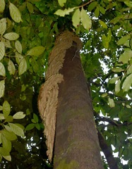 Cardiopteris moluccana