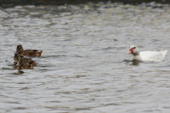 Cairina moschata domestica