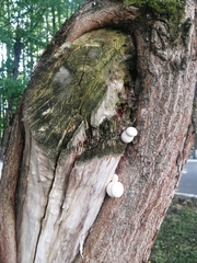 Apioperdon pyriforme