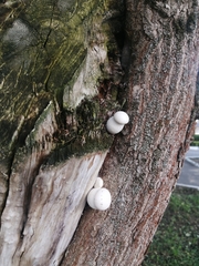 Apioperdon pyriforme