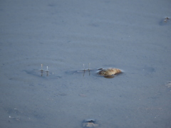 Macrophthalmus japonicus