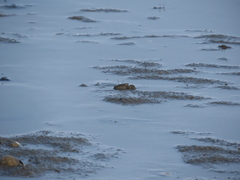 Macrophthalmus japonicus