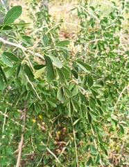 Bulnesia foliosa