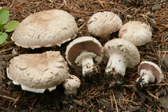 Agaricus subfloccosus