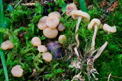 Cudonia confusa