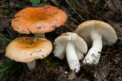Russula aurantioflammans