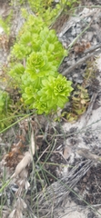 Galium tomentosum