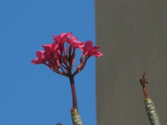 Plumeria rubra