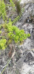 Galium tomentosum