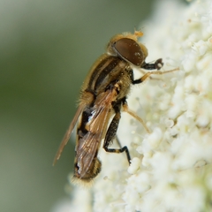 Parhelophilus