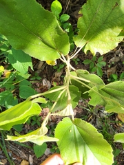 Helicteres jamaicensis