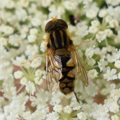Parhelophilus