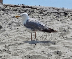 Larus argentatus