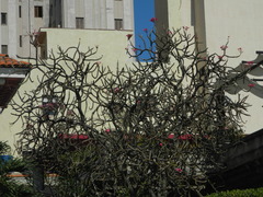 Plumeria rubra