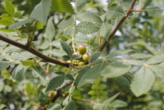 Bursera palmeri