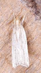 Helcystogramma hystricella