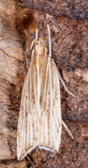 Helcystogramma hystricella