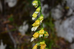Digitalis laevigata