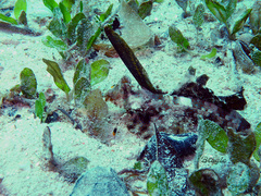 Dactylopus dactylopus