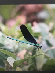 Matrona basilaris