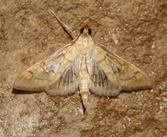 Diacme mopsalis