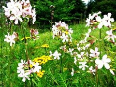 Saponaria officinalis