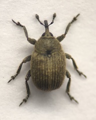 Rhinusa neta