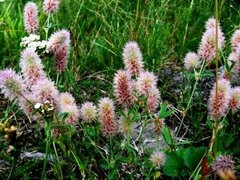 Trifolium arvense