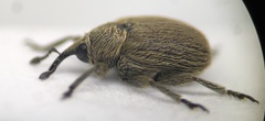 Rhinusa neta