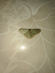 Lophophleps triangularis