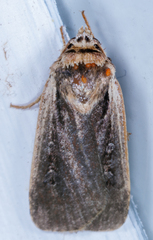Ochropleura implecta