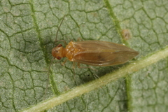 Valenzuela burmeisteri