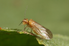 Valenzuela burmeisteri