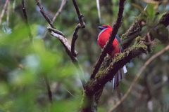 Harpactes whiteheadi