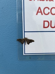 Hyposidra violescens