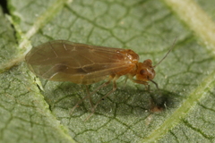 Valenzuela burmeisteri