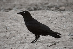 Corvus orru