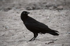 Corvus orru