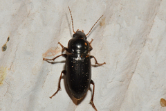 Discoderus aequalis