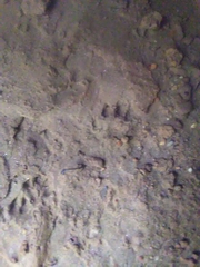 Lontra longicaudis