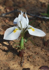 Moraea macronyx