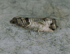 Notocelia culminana