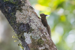 Exilisciurus whiteheadi